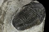Detailed Gerastos Trilobite Fossil - Morocco #119004-4